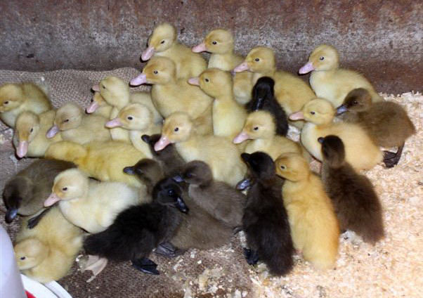 Ducks in Brooder